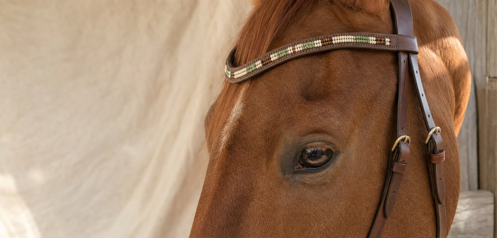 Cheval portant un frontal de cuir orné de perles